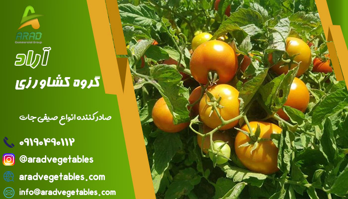 مرکز تولید گوجه فرنگی در ایران