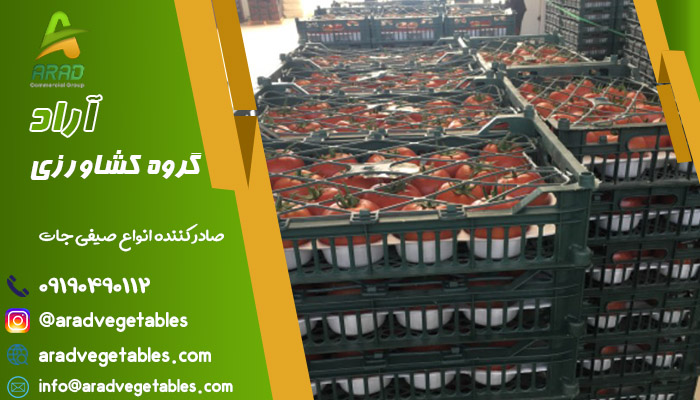 خرید گوجه گلخانه ای صادراتی