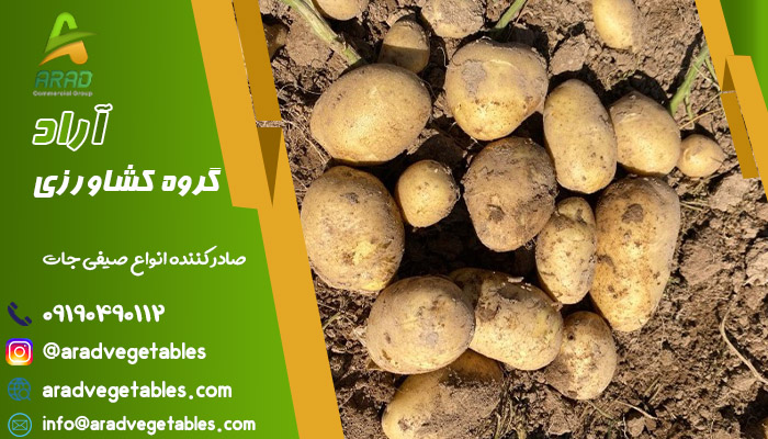 قیمت سیب زمینی همدان امروز با قیمت بسیار ارزان