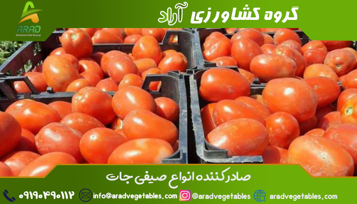 خرید گوجه گلخانه ای صادراتی