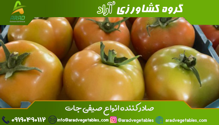 قیمت گوجه فرنگی درشت + خرید و فروش