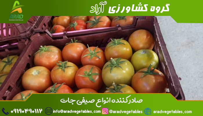 خرید عمده گوجه فرنگی در شهر همدان | قیمت مناسب