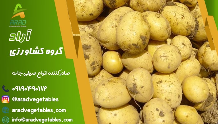 فروش سیب زمینی جلی + صادرات سیب زمینی به قطر