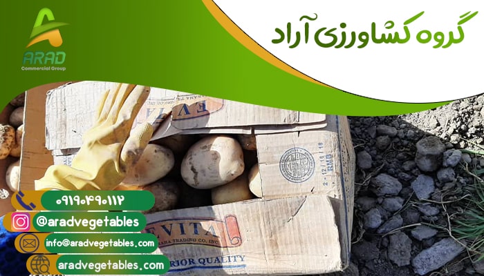 بازار فروش سیب زمینی در ایران