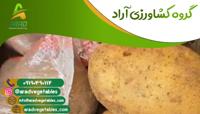 قیمت سیب زمینی صادراتی در بازار ایران