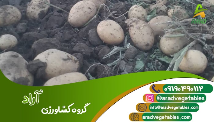 فروش عمده سیب زمینی جلی کرمانشاه | گروه کشاورزی آراد