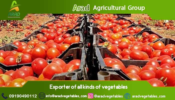 گوجه فرنگی زمینی عمده جهت صادرات
