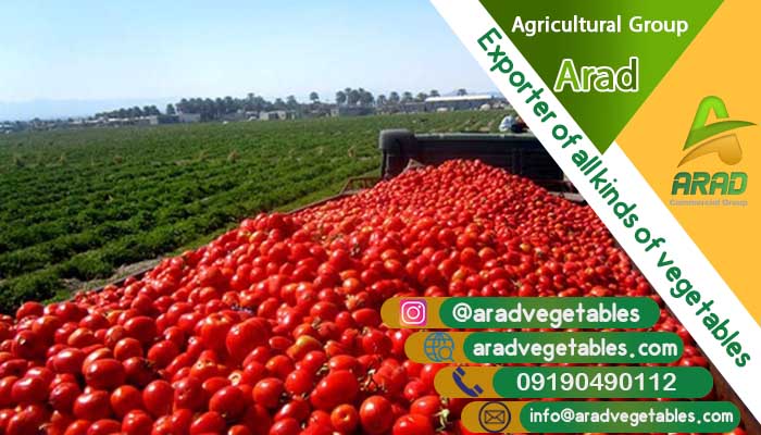خرید گوجه فرنگی زمینی + قیمت گوجه فرنگی زمینی