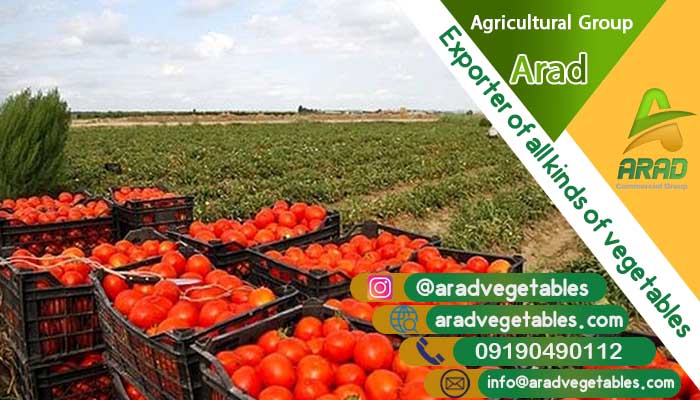 گوجه فرنگی زمینی عمده جهت صادرات